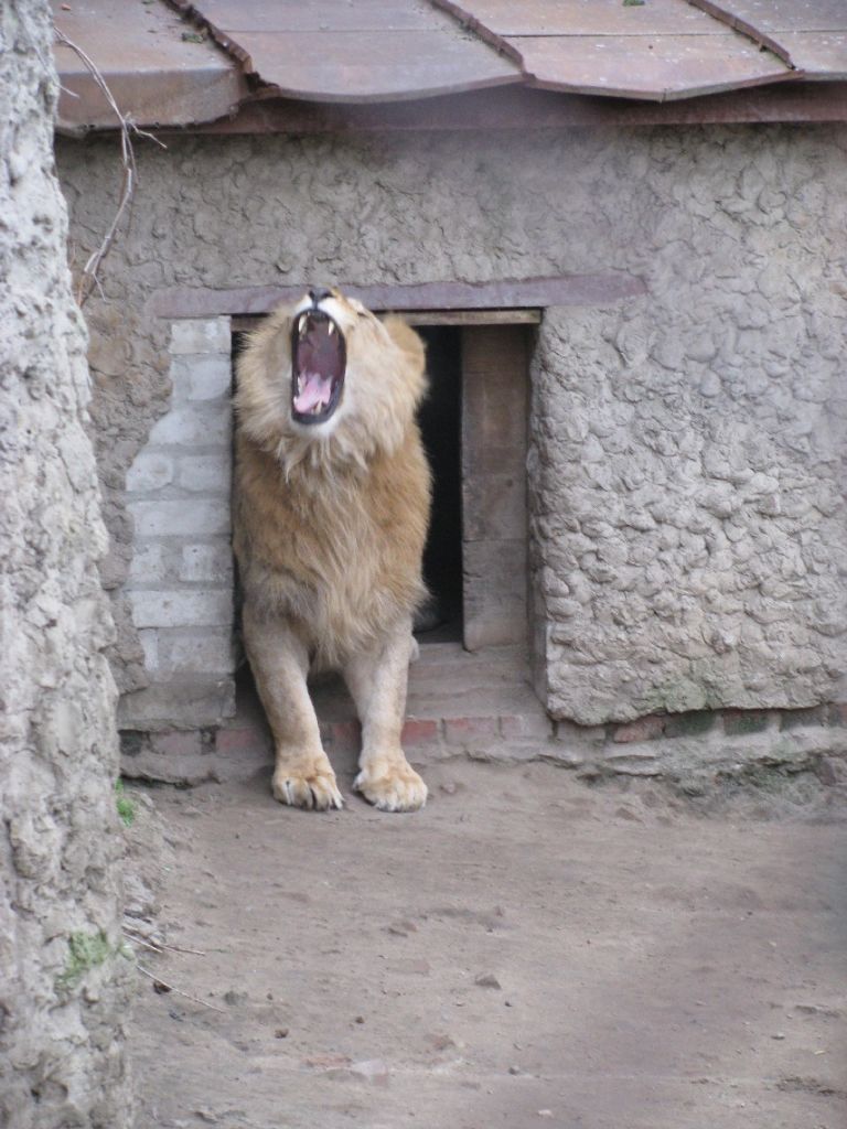 лев